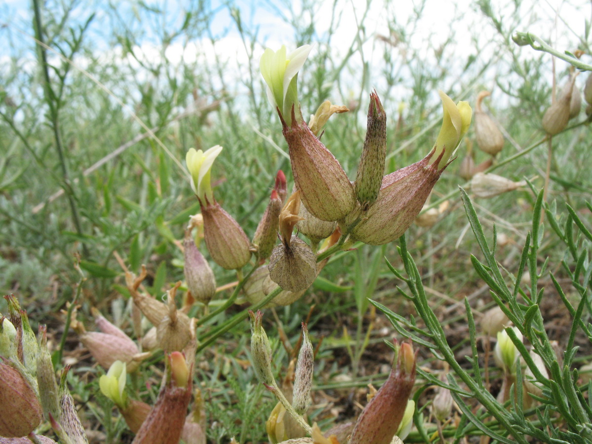 Изображение особи Astragalus krauseanus.