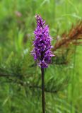 Dactylorhiza fuchsii. Верхушка побега с соцветием. Московская обл., Одинцовский р-н, г. Кубинка, полигон НИИБТ, опушка леса. 02.07.2017.