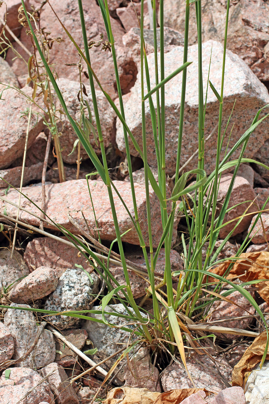 Изображение особи Elymus tianschanigenus.