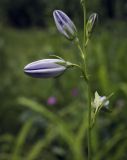 Campanula persicifolia