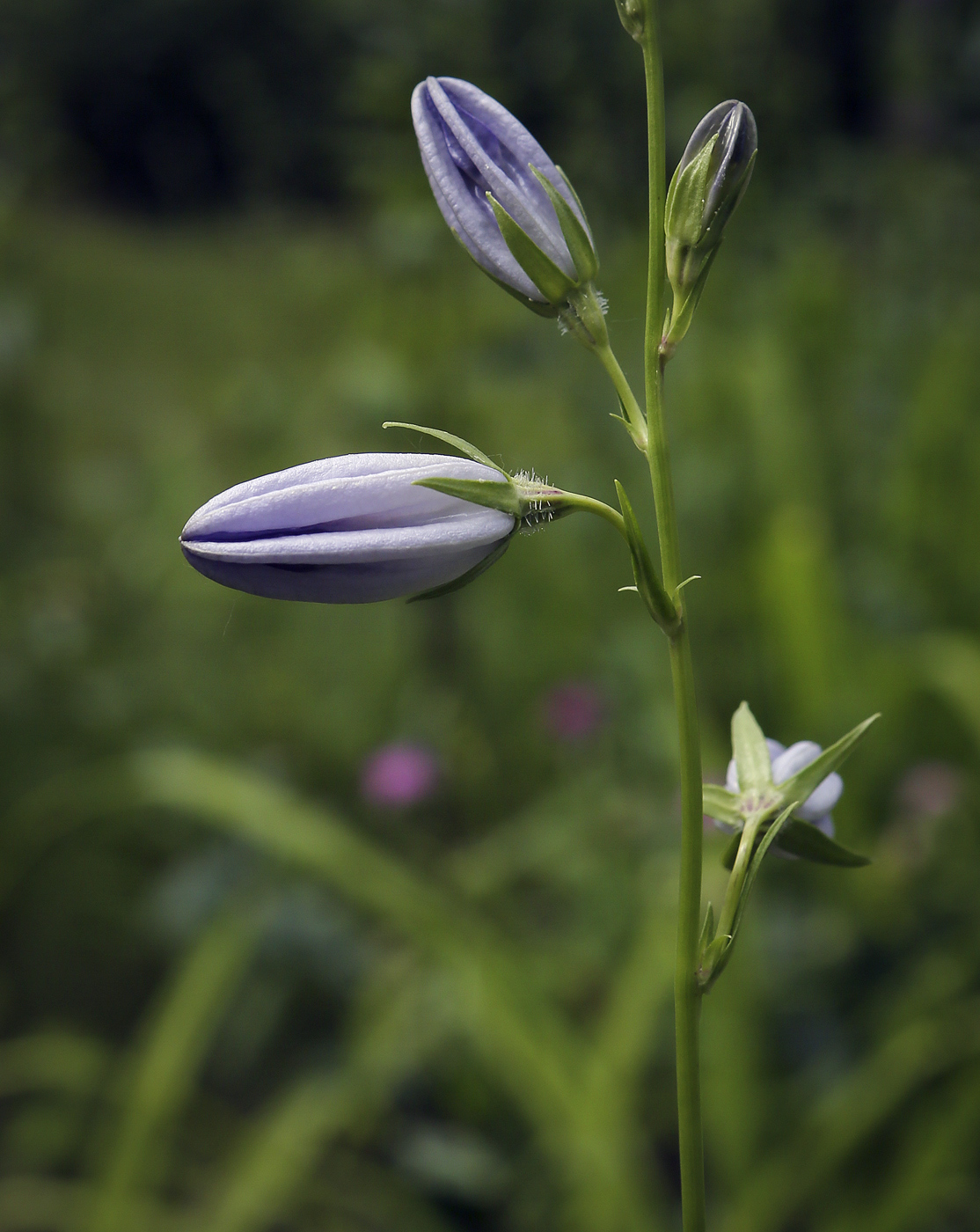 Изображение особи Campanula persicifolia.