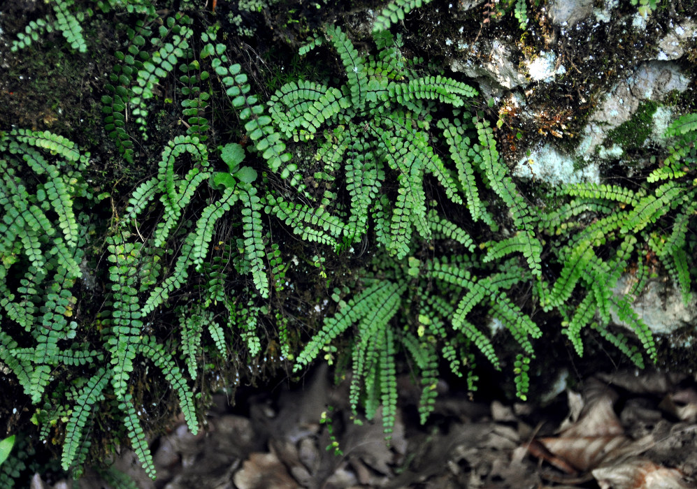 Изображение особи Asplenium trichomanes.