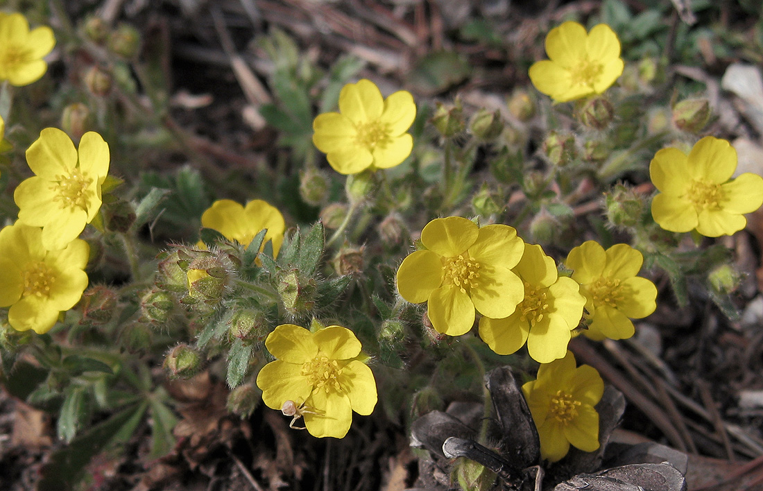 Image of Potentilla humifusa specimen.
