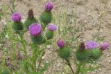 Cirsium vulgare