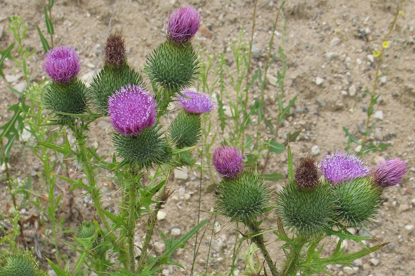 Image of Cirsium vulgare specimen.