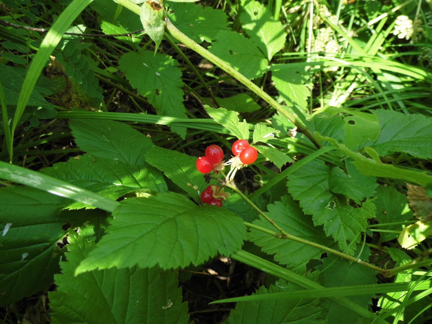 Изображение особи Rubus saxatilis.