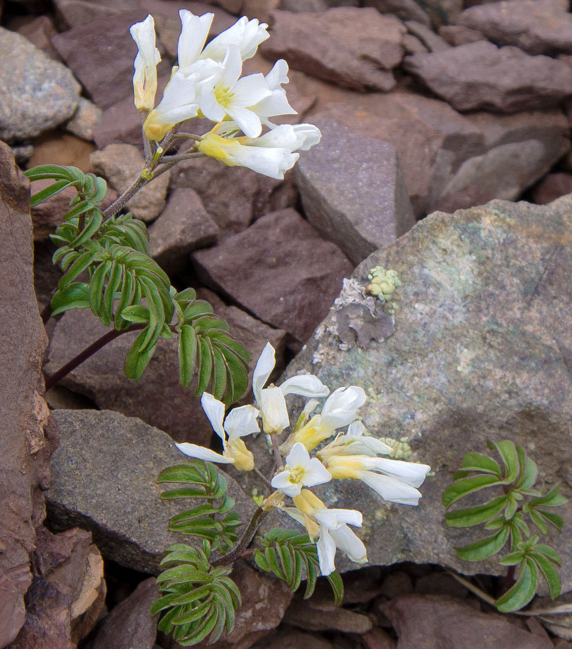 Image of Cardamine bipinnata specimen.