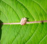 Impatiens glandulifera. Опавшие тычинки (андроцей); вид сбоку. Тверская обл., Весьегонск, берег Чухарного ручья, ольховые кустарники. 29 июля 2017 г.