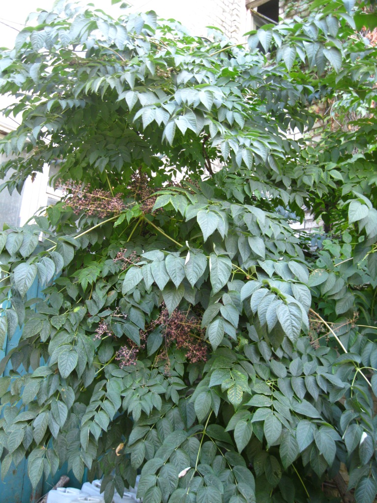 Image of Aralia elata specimen.