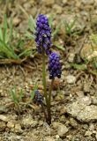 Muscari grossheimii. Цветущее растение на каменистом горном склоне. Азербайджан, Лерикский р-н, Зуванд. 12.04.2010.