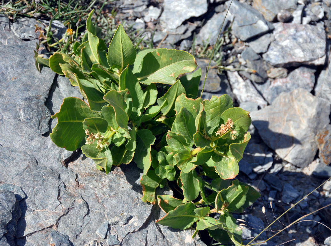 Image of Aconogonon hissaricum specimen.