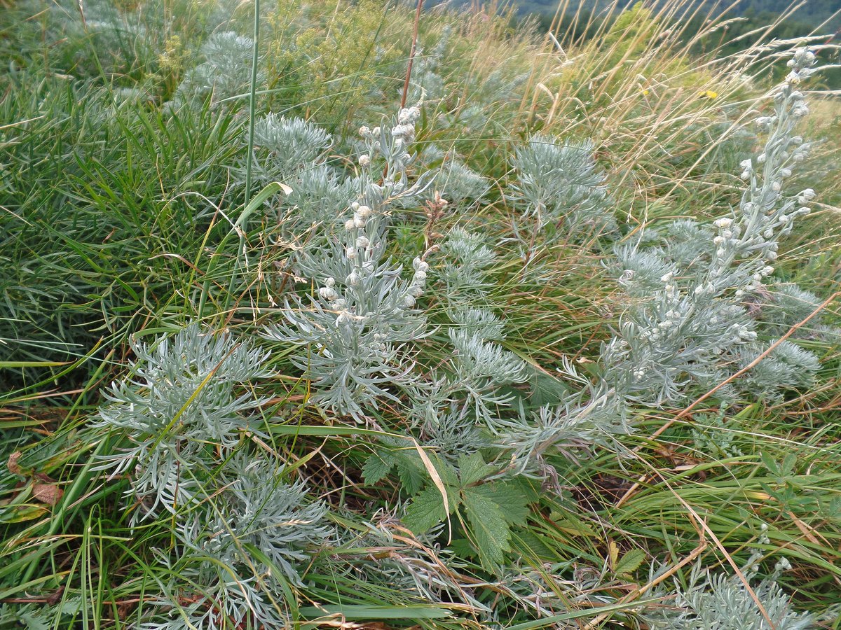 Image of Artemisia sericea specimen.