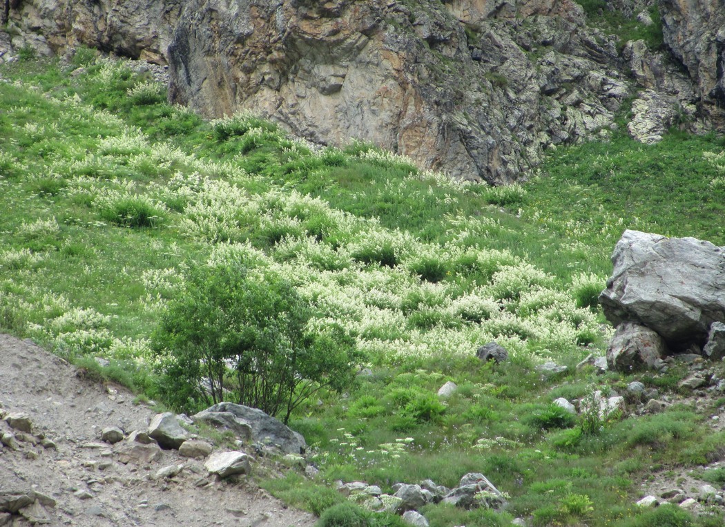 Изображение особи Aconogonon alpinum.