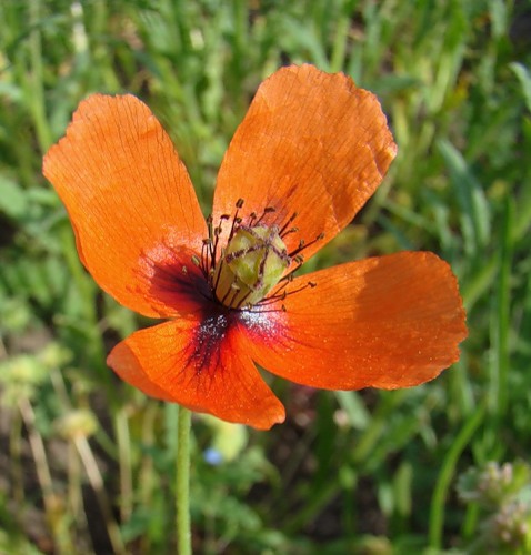 Изображение особи Papaver dubium.