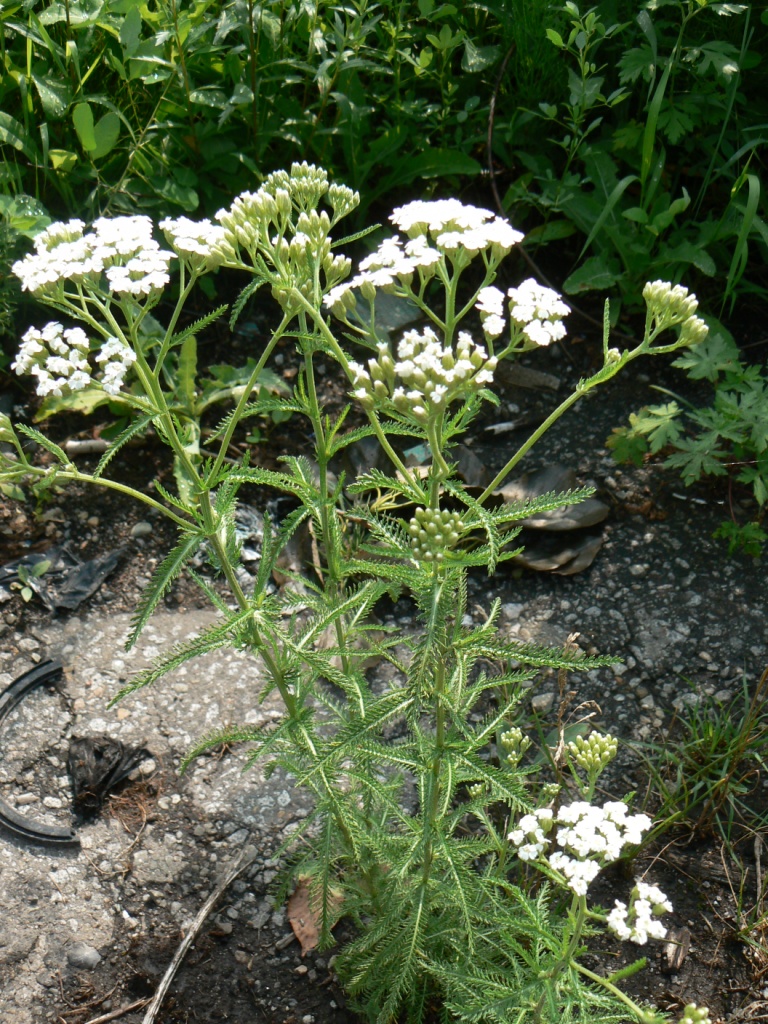 Image of Achillea alpina specimen.