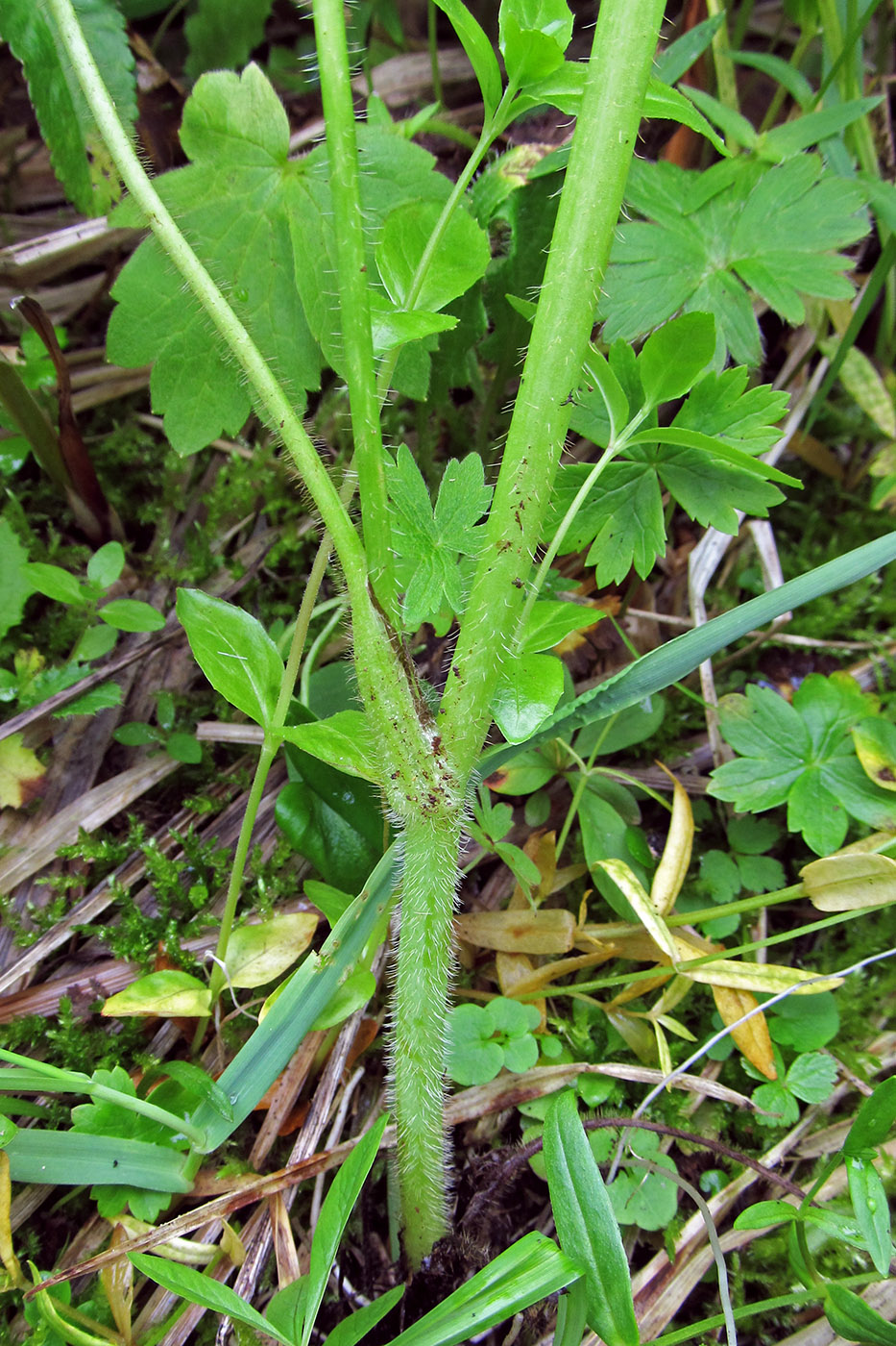 Image of Ranunculus uncinatus specimen.