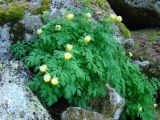 Corydalis nobilis