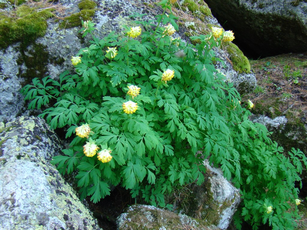 Image of Corydalis nobilis specimen.