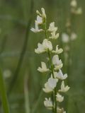 Astragalus katunicus