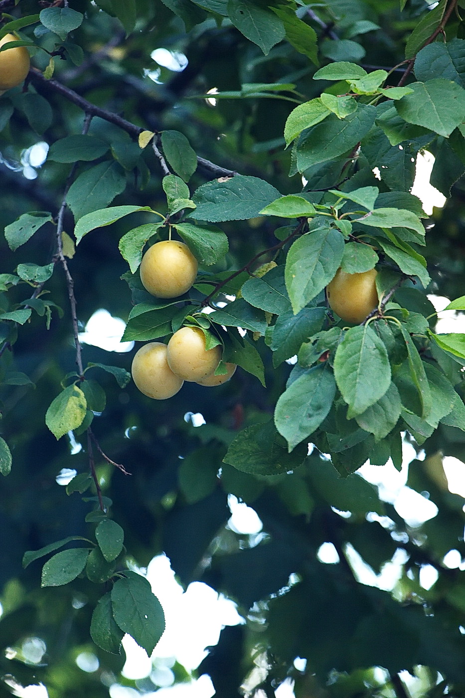 Изображение особи Prunus cerasifera.