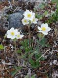 Anemonastrum sibiricum