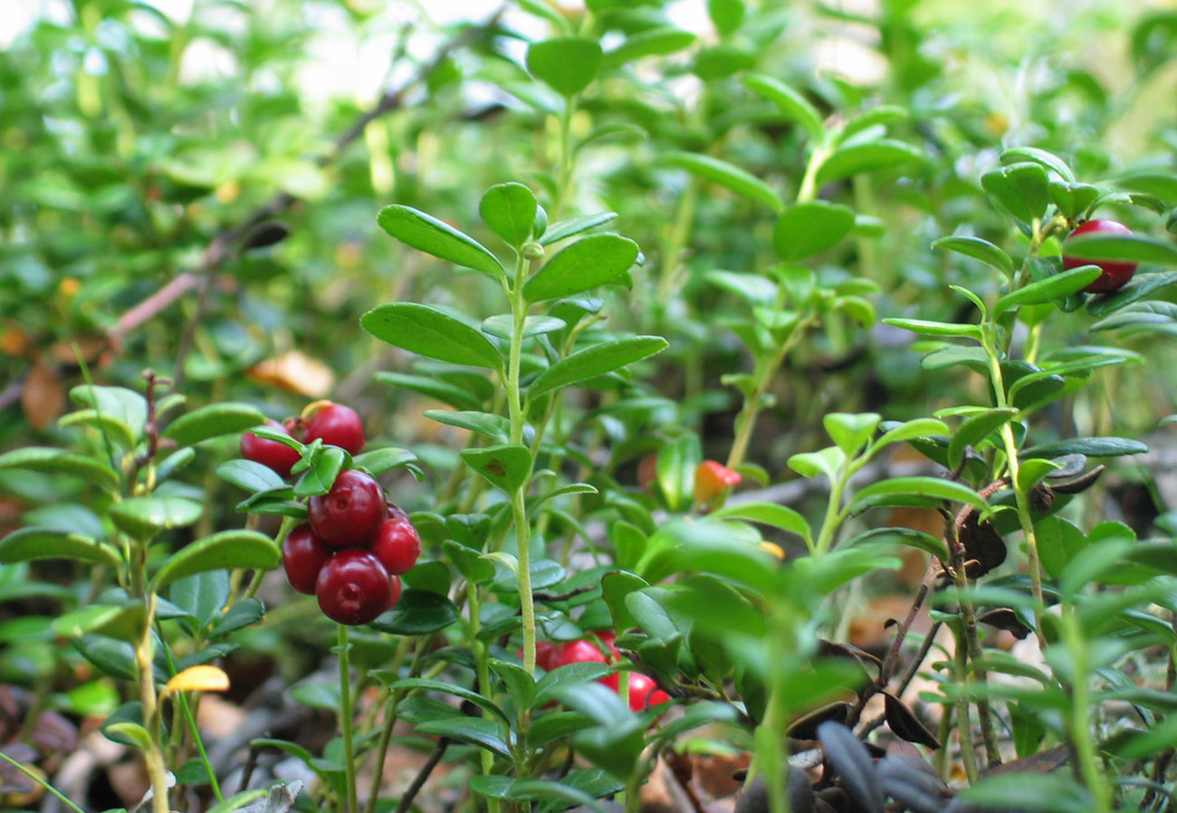 Image of Vaccinium vitis-idaea specimen.