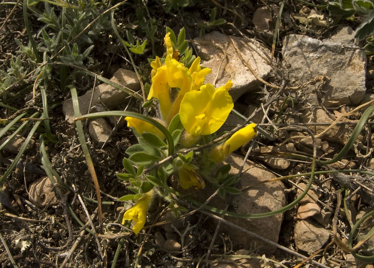 Изображение особи Chamaecytisus polytrichus.