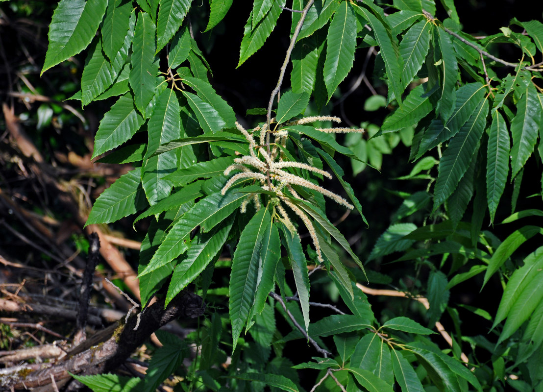 Image of Castanea sativa specimen.