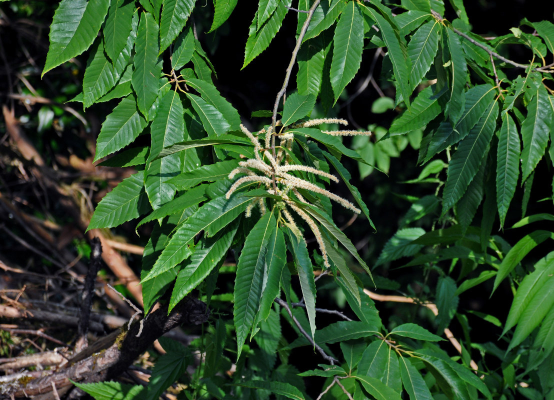 Изображение особи Castanea sativa.