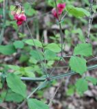 Lathyrus rotundifolius