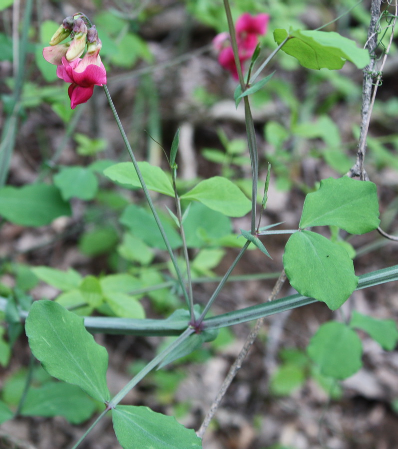 Изображение особи Lathyrus rotundifolius.