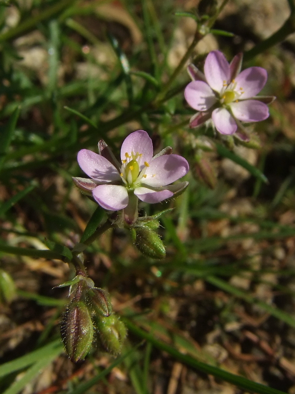 Изображение особи Spergularia rubra.