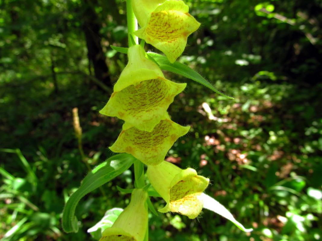 Image of Digitalis grandiflora specimen.