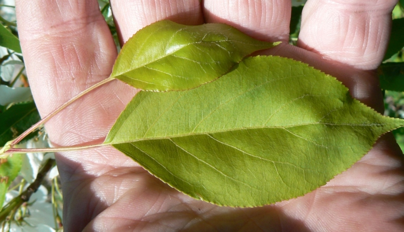 Изображение особи Malus mandshurica.