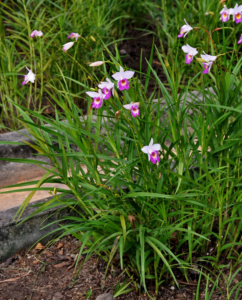 Изображение особи Arundina graminifolia.