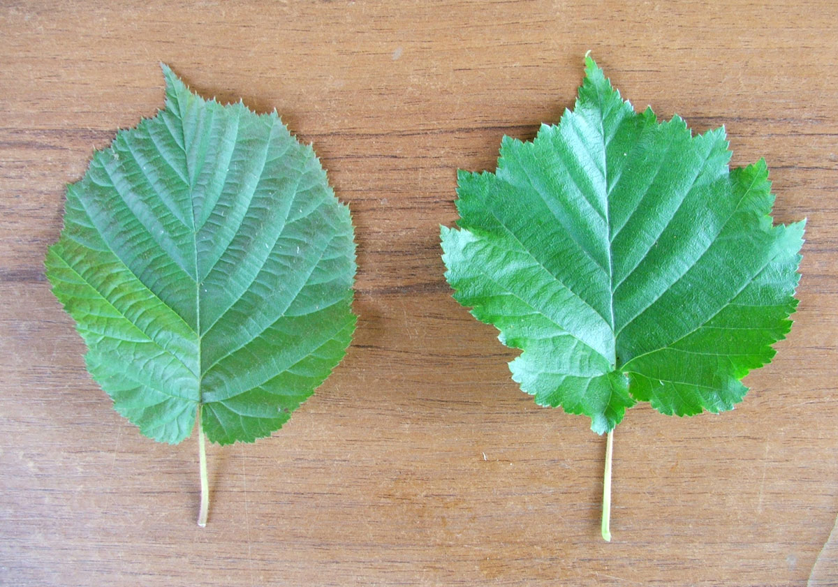 Image of Corylus colurna specimen.