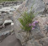 Chamaenerion colchicum. Цветущее растение в расщелине камня. Кабардино-Балкария, Эльбрусский р-н, ущелье Азау возле водопада Нижний Малый Азау. 19.07.2009.