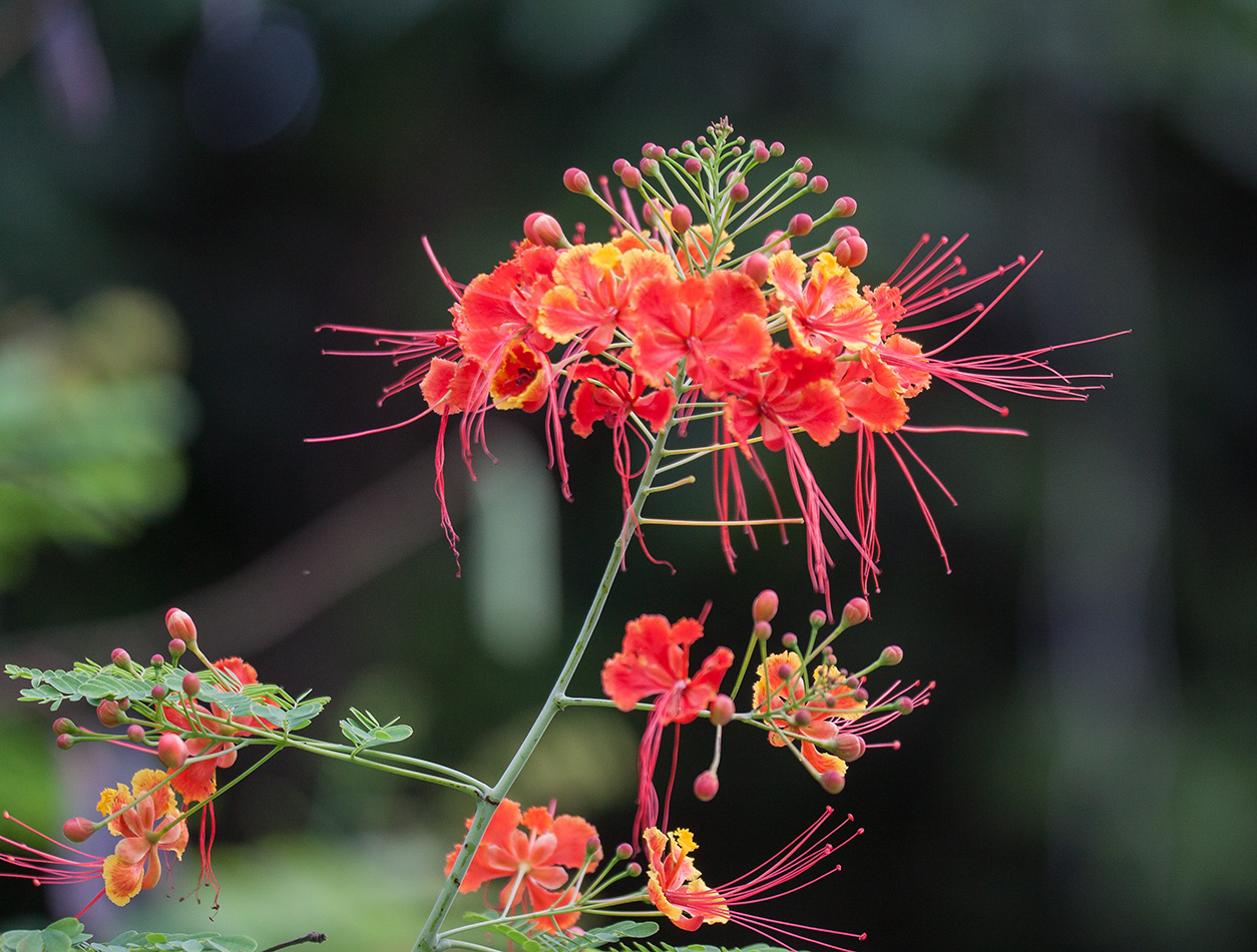 Image of Caesalpinia pulcherrima specimen.