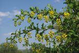 Berberis orientalis. Ветви с соцветиями. Крым, Севастополь, окр. пос. Любимовка. 29 апреля 2012 г.