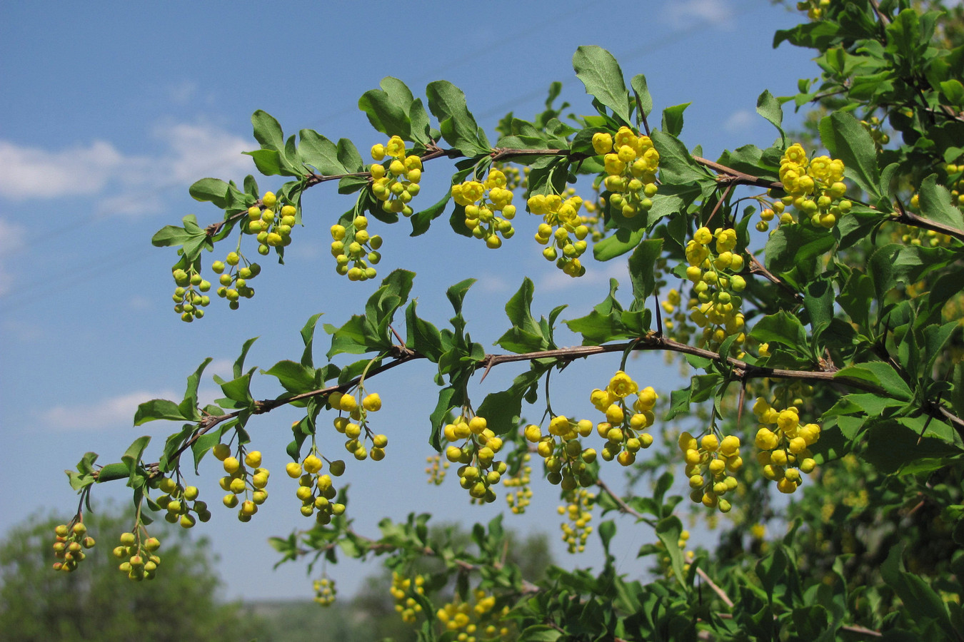 Изображение особи Berberis orientalis.