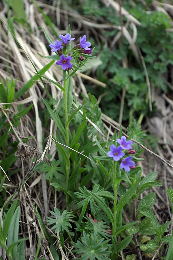 Изображение особи Aegonychon purpureocaeruleum.