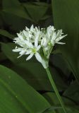 Allium ursinum. Соцветие. Крым, Симферопольский р-н, окр. с. Кизиловое, на пологом берегу ручья, протекающего через дачный посёлок. 2 мая 2018 г.