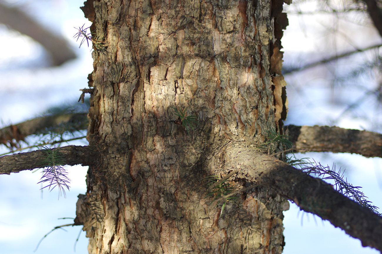 Image of Abies holophylla specimen.