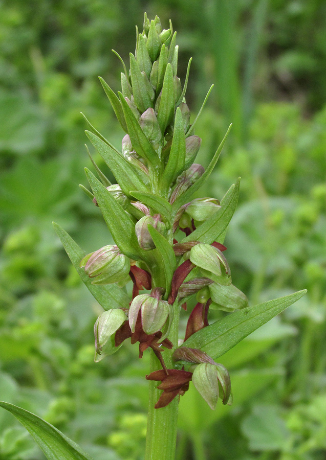 Image of Dactylorhiza viridis specimen.