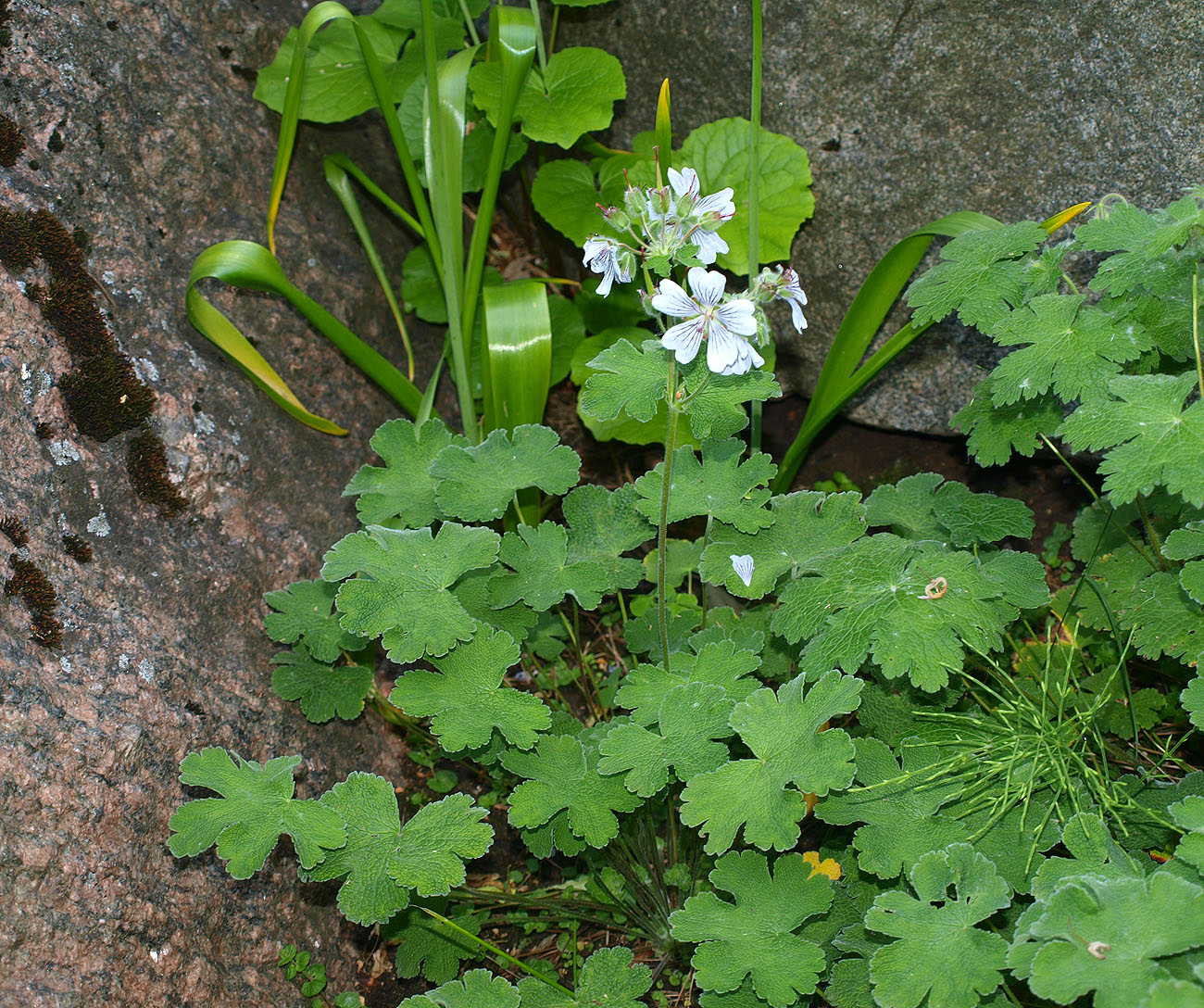 Изображение особи Geranium renardii.