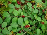 Lonicera xylosteum