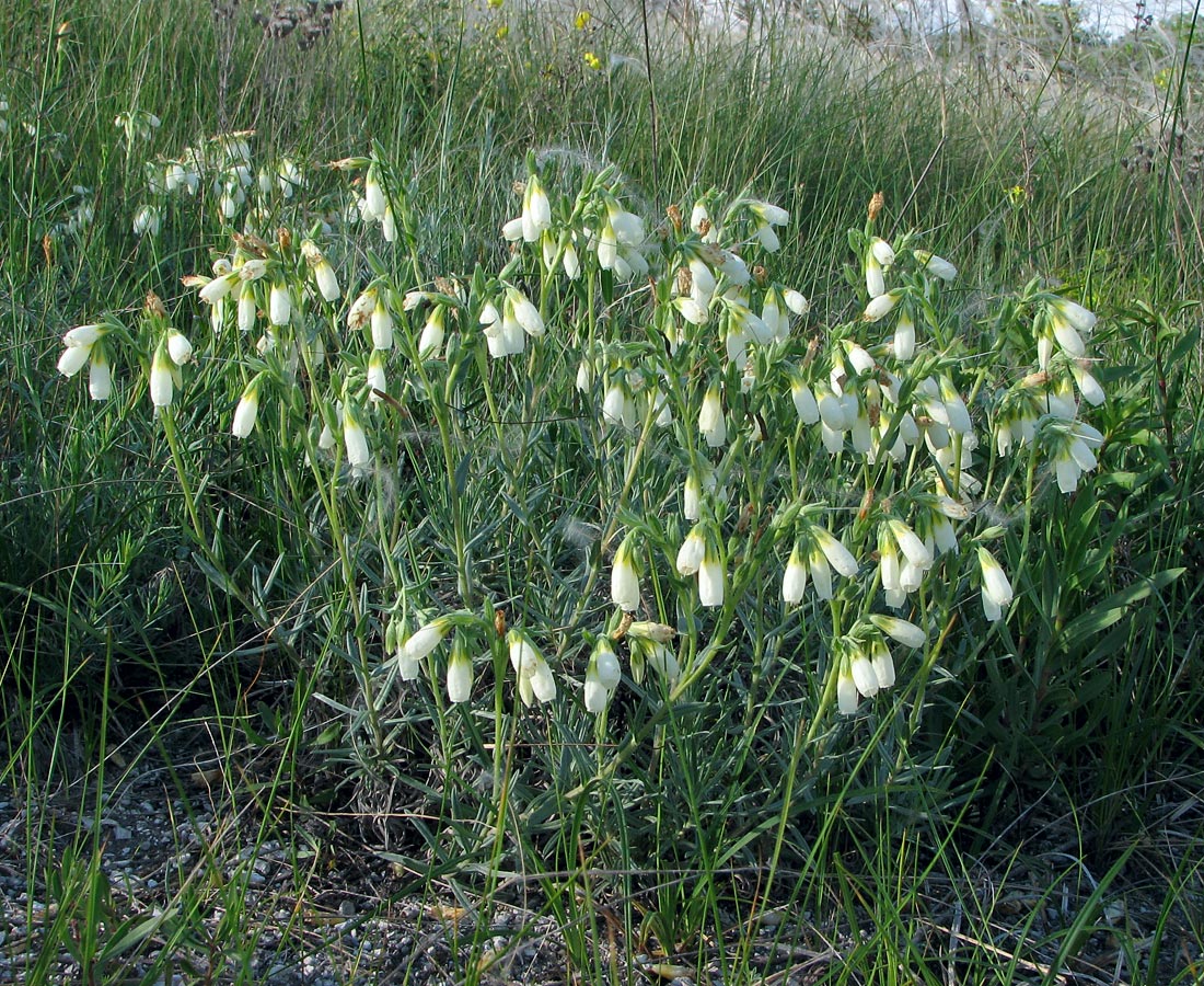 Изображение особи Onosma tanaitica.