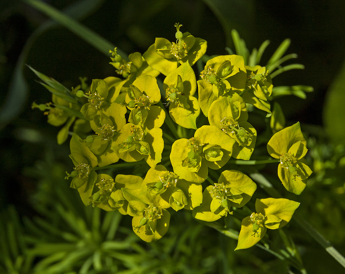 Изображение особи Euphorbia cyparissias.