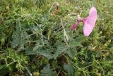 Convolvulus althaeoides