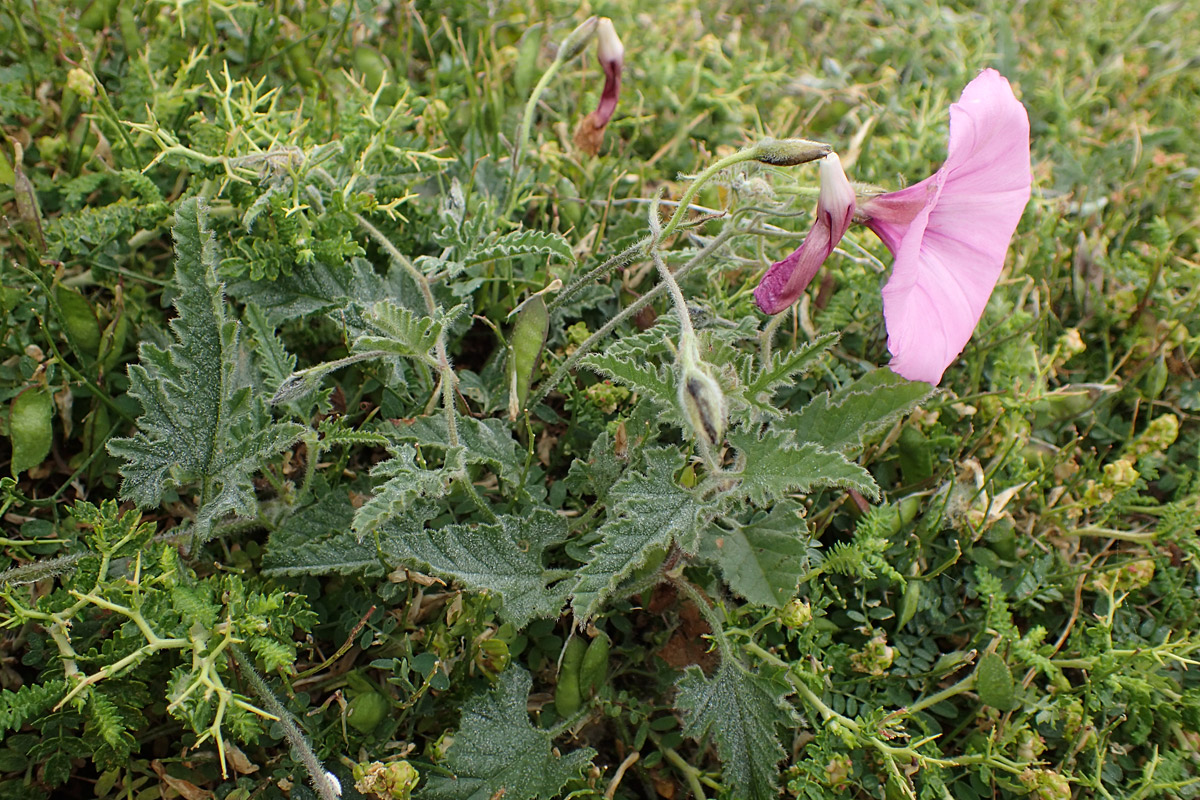 Image of Convolvulus althaeoides specimen.